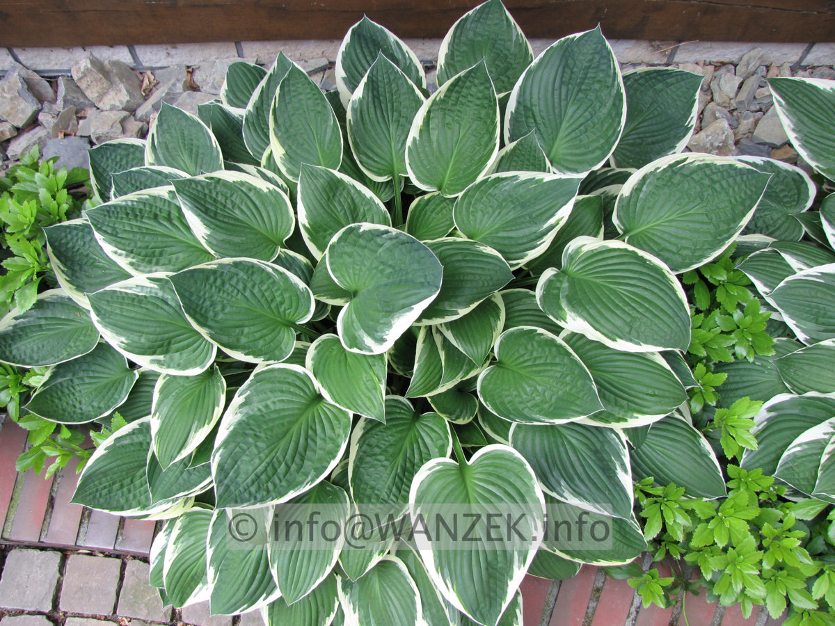 Hosta fortunei Francee 03.JPG